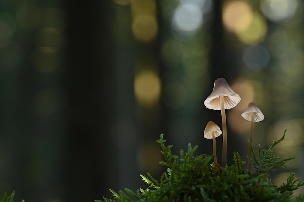 Cogumelos na floresta