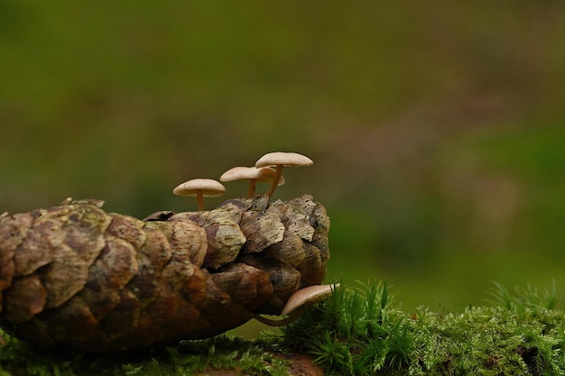 cogumelos na floresta