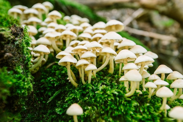 Cogumelos na floresta