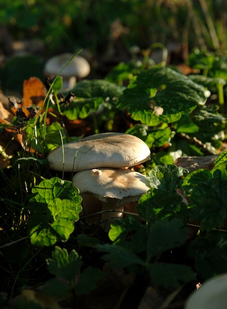 cogumelos na floresta