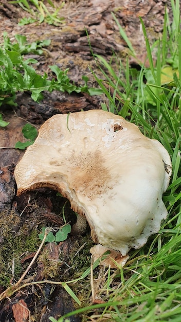 cogumelos na floresta