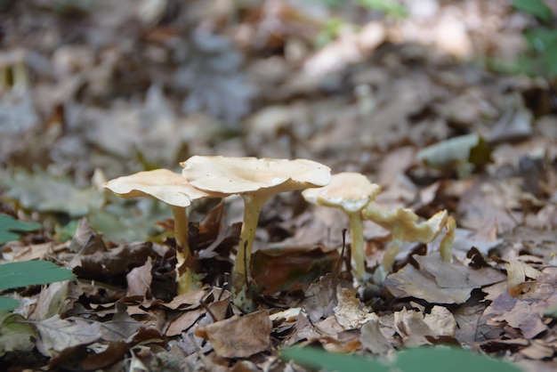 Cogumelos na floresta