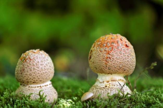 Foto cogumelos na grama