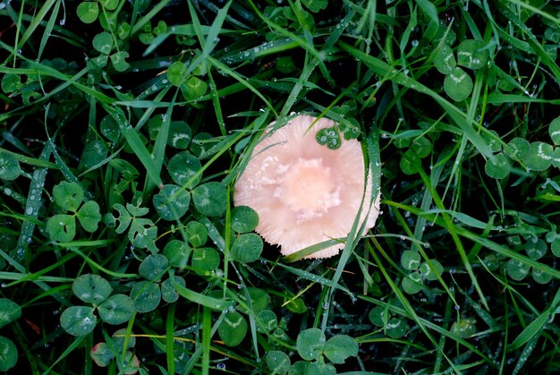 Cogumelos na natureza