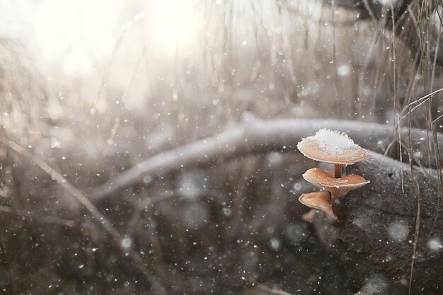 cogumelos na neve, vista de inverno, paisagem na floresta de dezembro