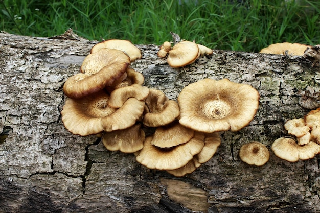 cogumelos no tronco da árvore da morte