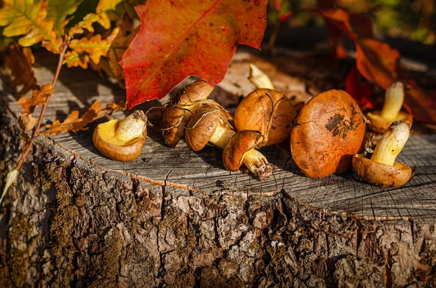 Cogumelos oleosos recém-colhidos na floresta selvagem, deitado no toco com folhas de outono coloridas. Comida vegetariana. Copie o espaço