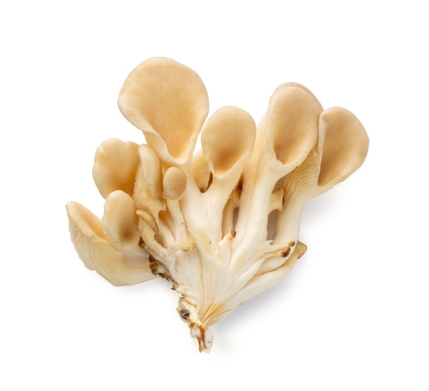 Cogumelos ostra crus isolados