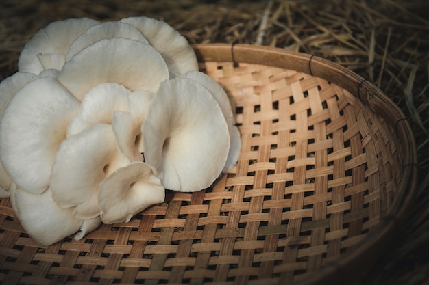 Cogumelos palha (Volvariella volvacea) na Tailândia