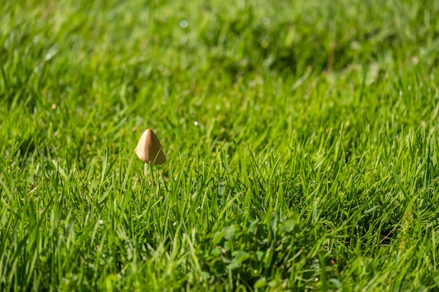 Foto cogumelos panaeolus semiovatus em primeiro plano no esterco de herbívoro