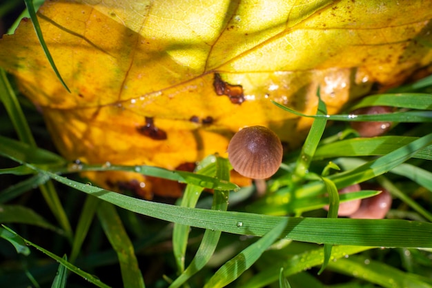 Cogumelos pequenos na grama verde