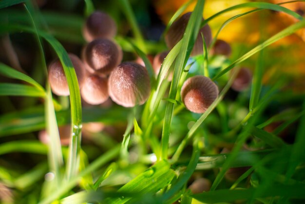 Cogumelos pequenos na grama verde