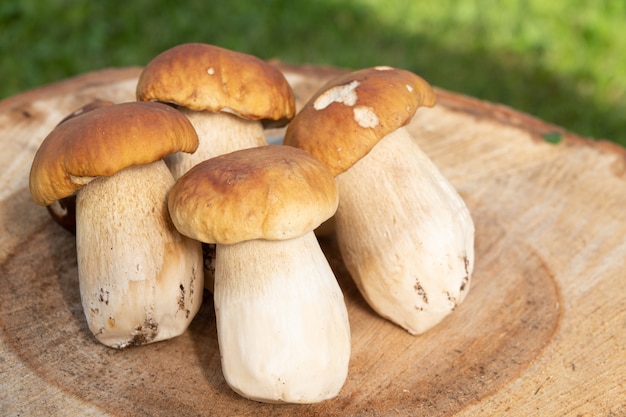 Cogumelos porcini de outono. cogumelos porcini populares em uma mesa de madeira