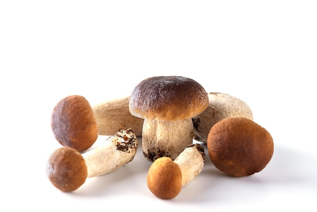 Cogumelos Porcini em um fundo branco