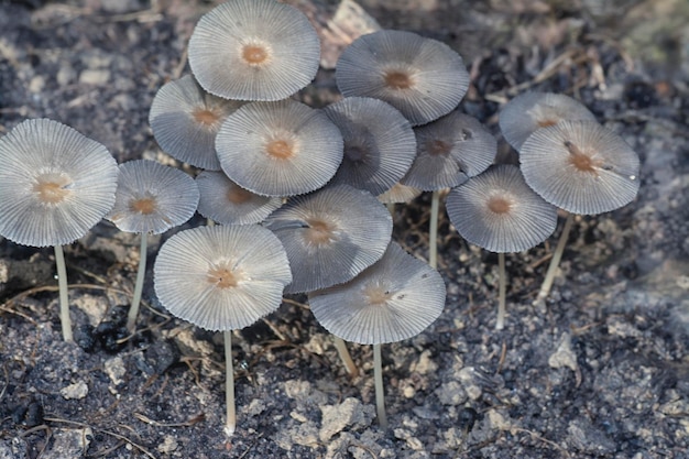 cogumelos psathyrellaceae que brotam do solo