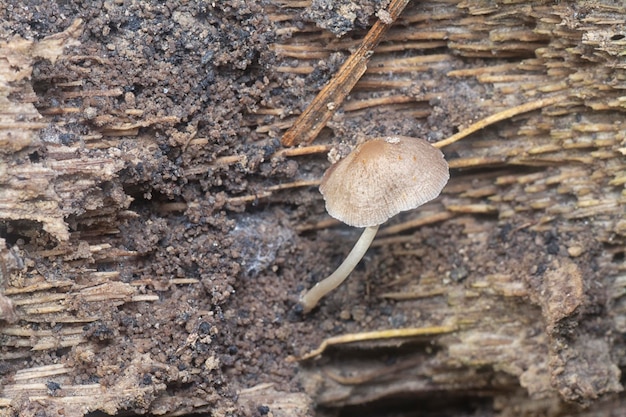 cogumelos psathyrellaceae que brotam do solo