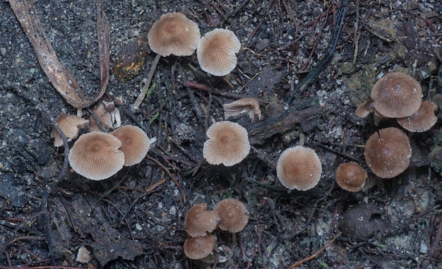 cogumelos psathyrellaceae que brotam do solo