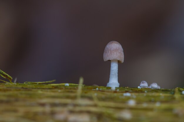 Cogumelos que crescem em uma árvore viva na floresta