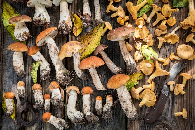 Cogumelos selvagens comestíveis com samambaia verde da floresta