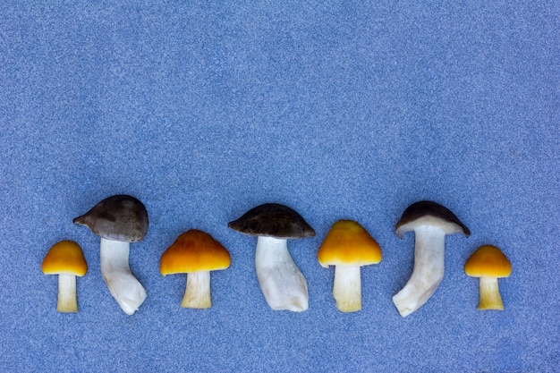 Cogumelos selvagens frescos em um fundo azul forrado em uma fileira