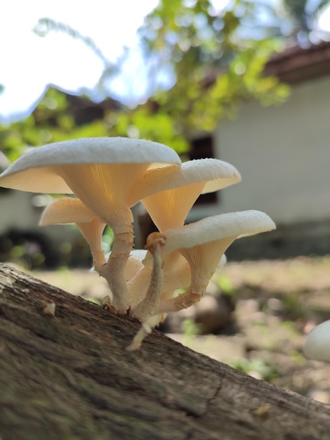 Cogumelos selvagens na floresta