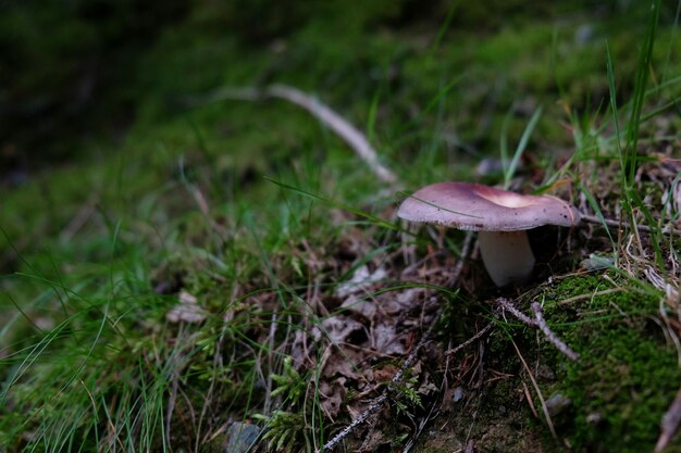 Cogumelos selvagens que crescem no campo