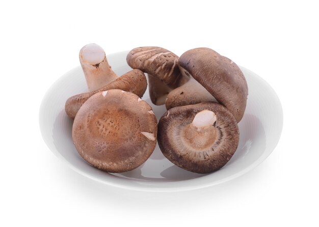 Cogumelos shiitake com placa em fundo branco.