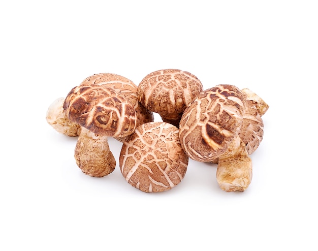 Cogumelos shiitake em branco