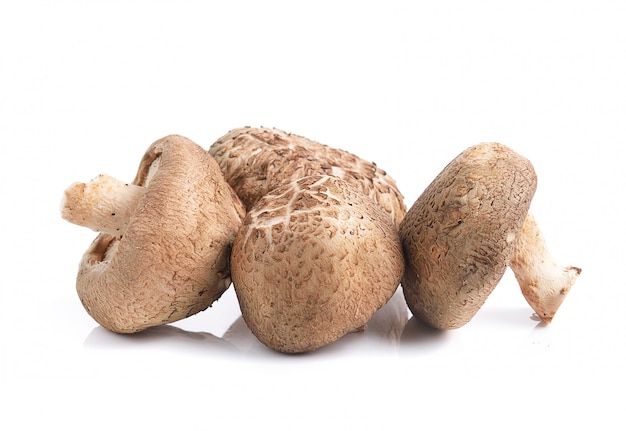 Cogumelos shiitake em espaço em branco