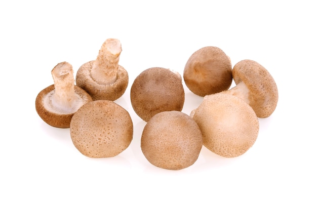 Cogumelos Shiitake em fundo branco