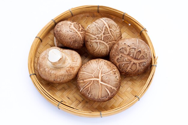 Cogumelos shiitake frescos em bambu de madeira em fundo branco.