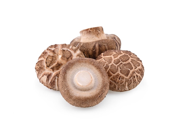 Cogumelos Shiitake isolados em fundo branco