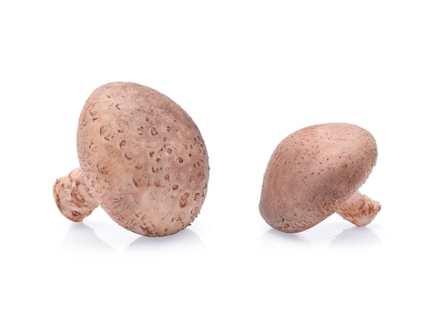 Cogumelos shiitake isolados no branco