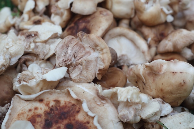 Cogumelos Shiitake no mercado