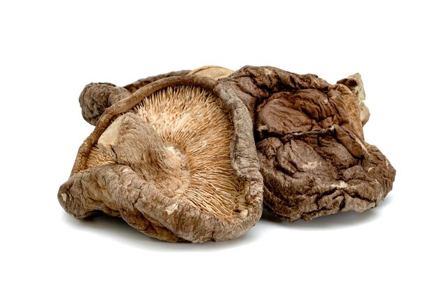 cogumelos shiitake secos isolados em fundo branco