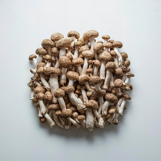 cogumelos shiitake secos isolados em fundo branco