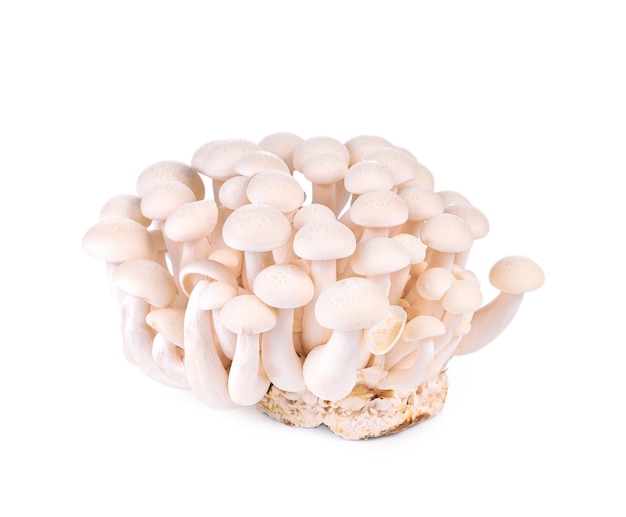 Cogumelos Shimeji brancos isolados no branco