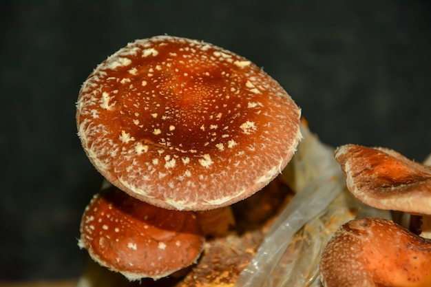 Cogumelos Shitake crescendo