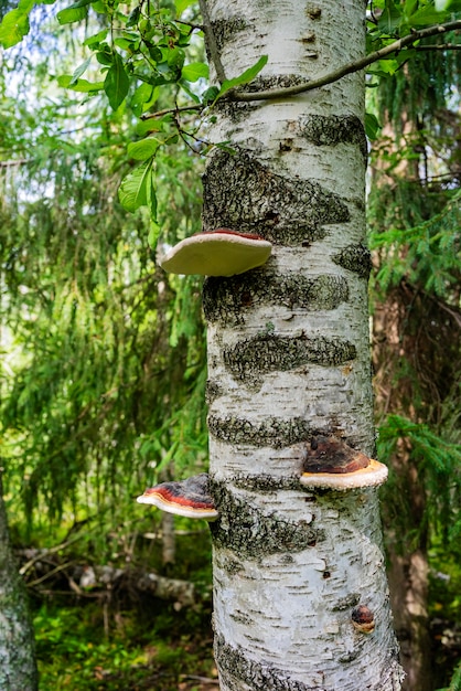 Cogumelos Tinder em uma árvore de vidoeiro na floresta.