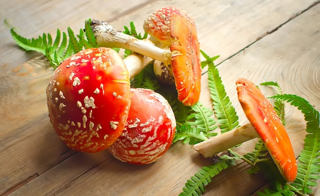 Cogumelos tóxicos agaric na velha mesa de madeira