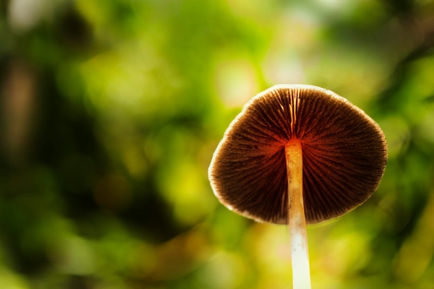 Cogumelos tóxicos que brilham em vermelho por baixo e fundo de bokeh da natureza