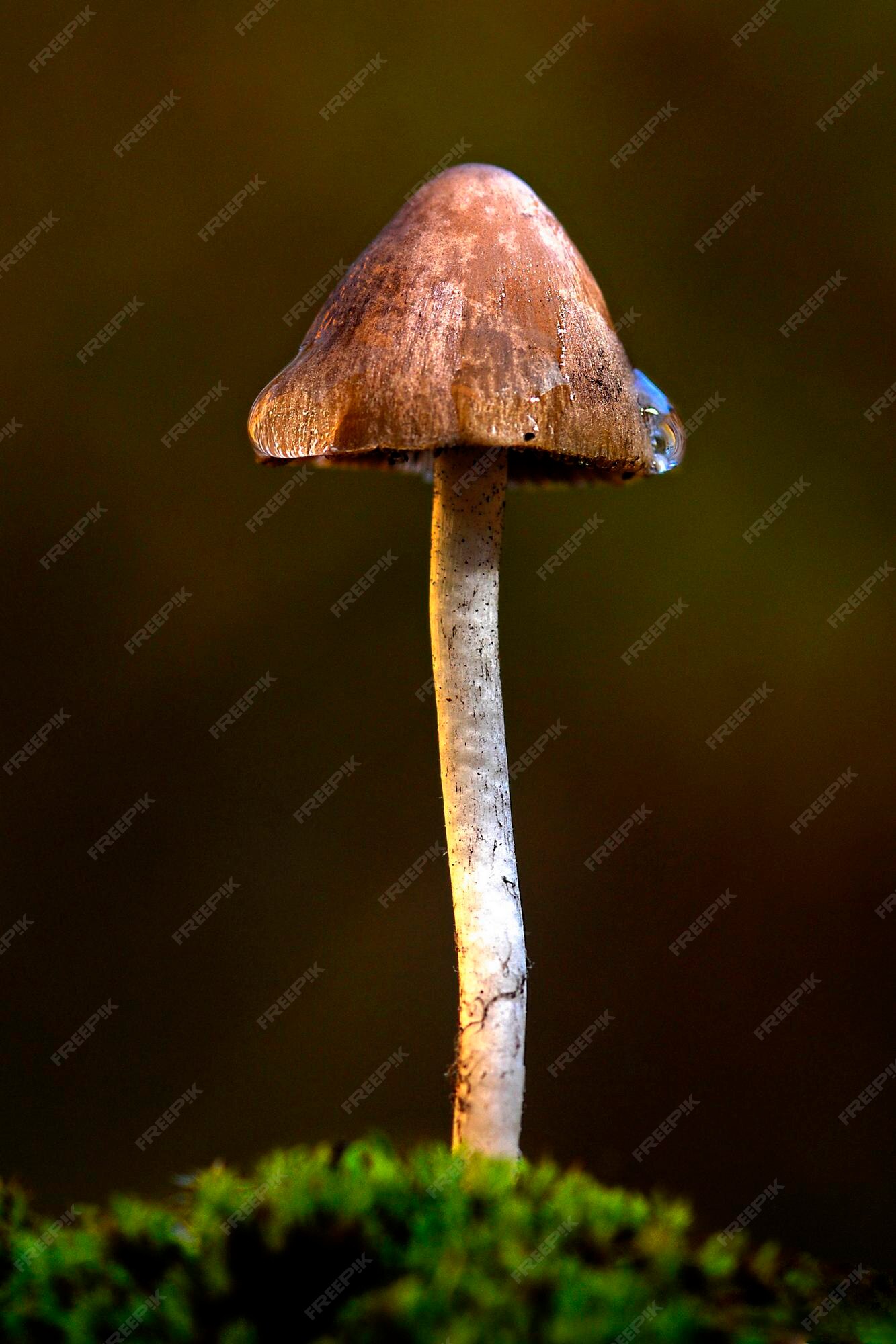 🍄 Cogumelos e Fungos Incríveis 