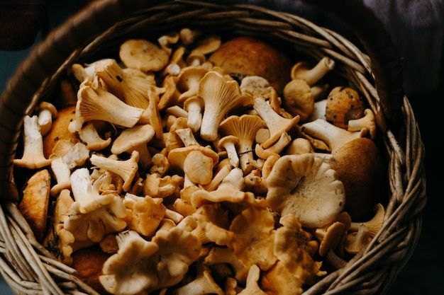 Cogumelos variados em cesta Foto