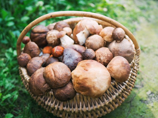 Cogumelos variados na cesta de madeira de malha