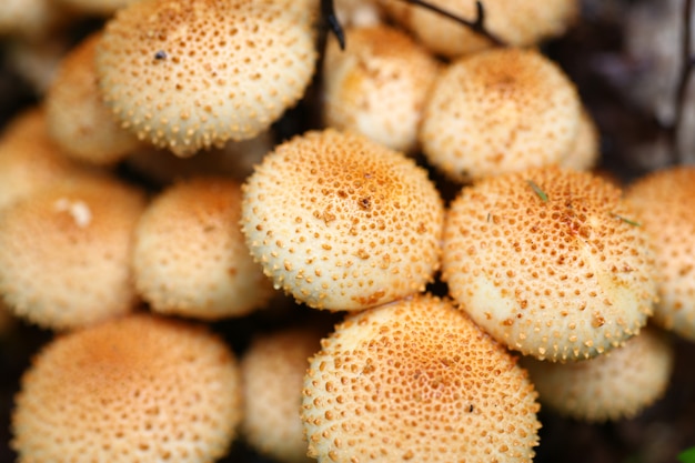 Cogumelos venenosos falsos agáricos de mel crescem de um fundo natural de árvore podre