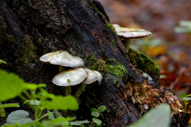 Cogumelos venenosos na floresta em um toco em tempo chuvoso