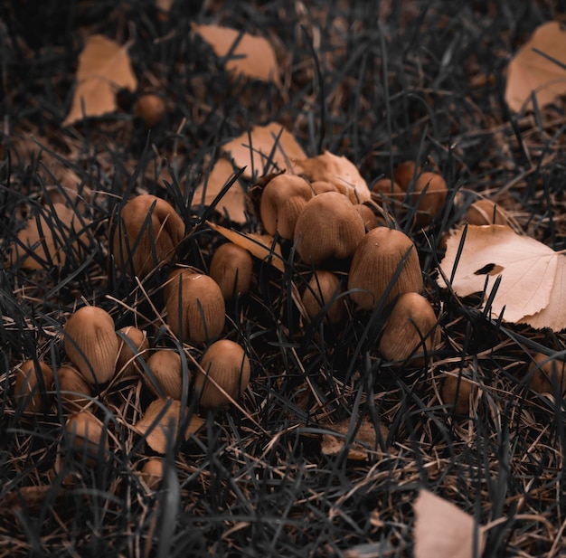 Cogumelos venenosos na grama em um dia de outono.