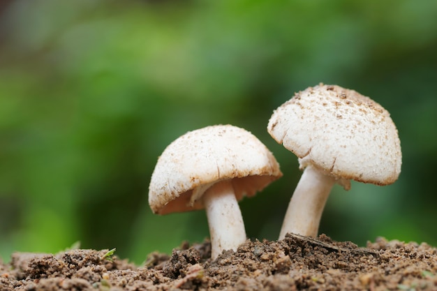 Cogumelos venenosos tropicais que florescem na floresta.