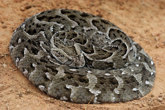 Foto coiled puff adder in verteidigungshaltung