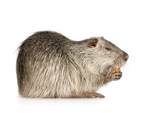 Coipo o Nutria en blanco